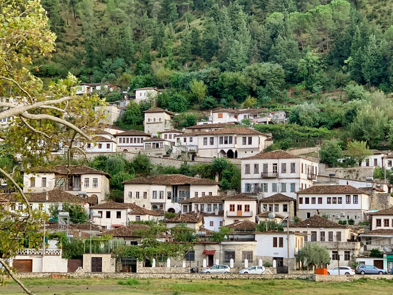 Shtëpi tradicionale të bardha dhe radhë dritaresh të epokës osmane në kodrën e gjelbëruar të Beratit